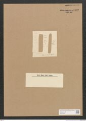 Diatomeae indet. Zeichnungen Sammlung Grunow Nr. 4492 (NHMW-BOT-W0372453)